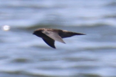 tanımsız Aerodramus sp. - ML646333564