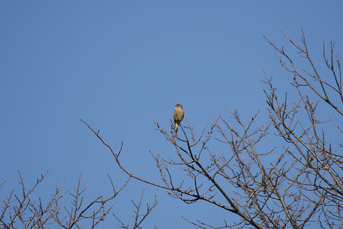 Oriental Greenfinch - ML646333566