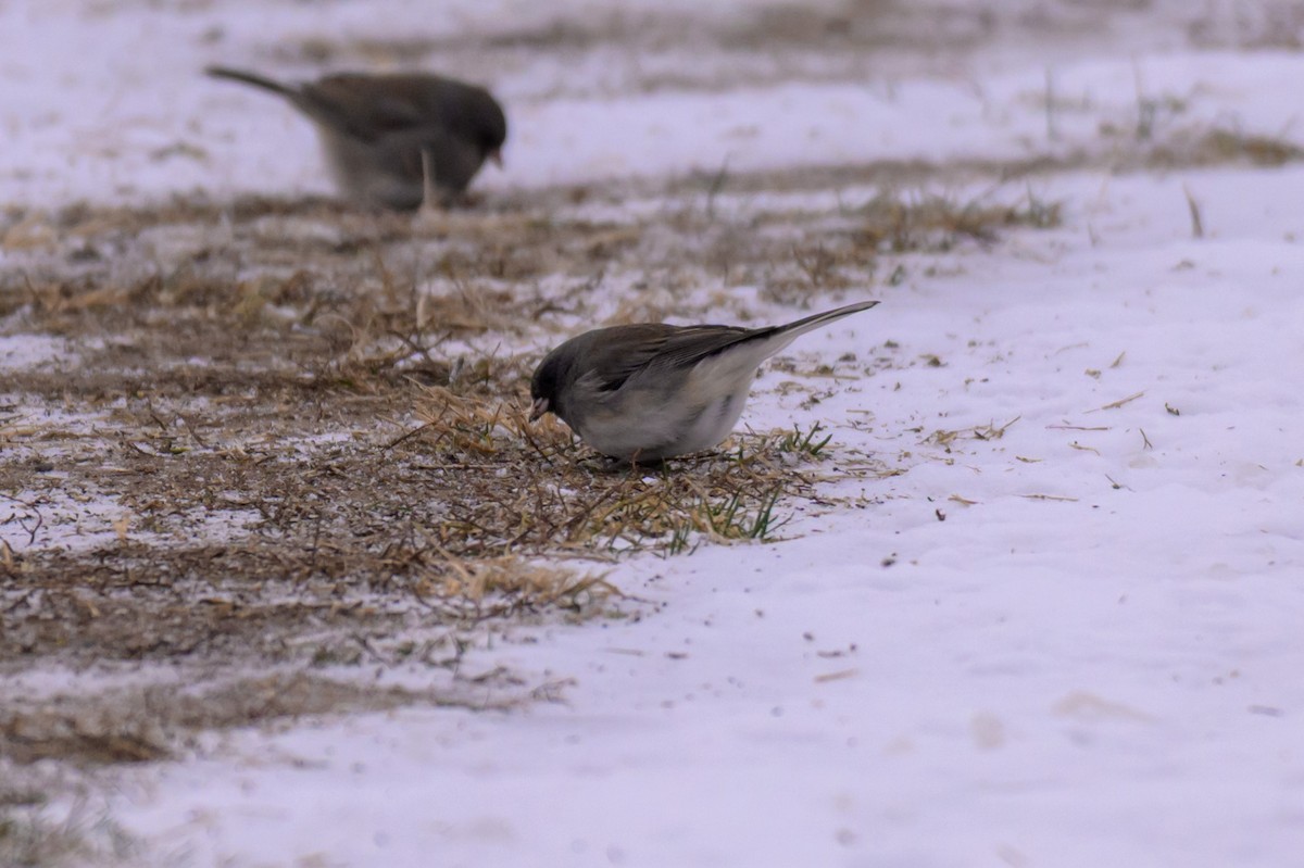 Kara Gözlü Junko (hyemalis/carolinensis) - ML646333567
