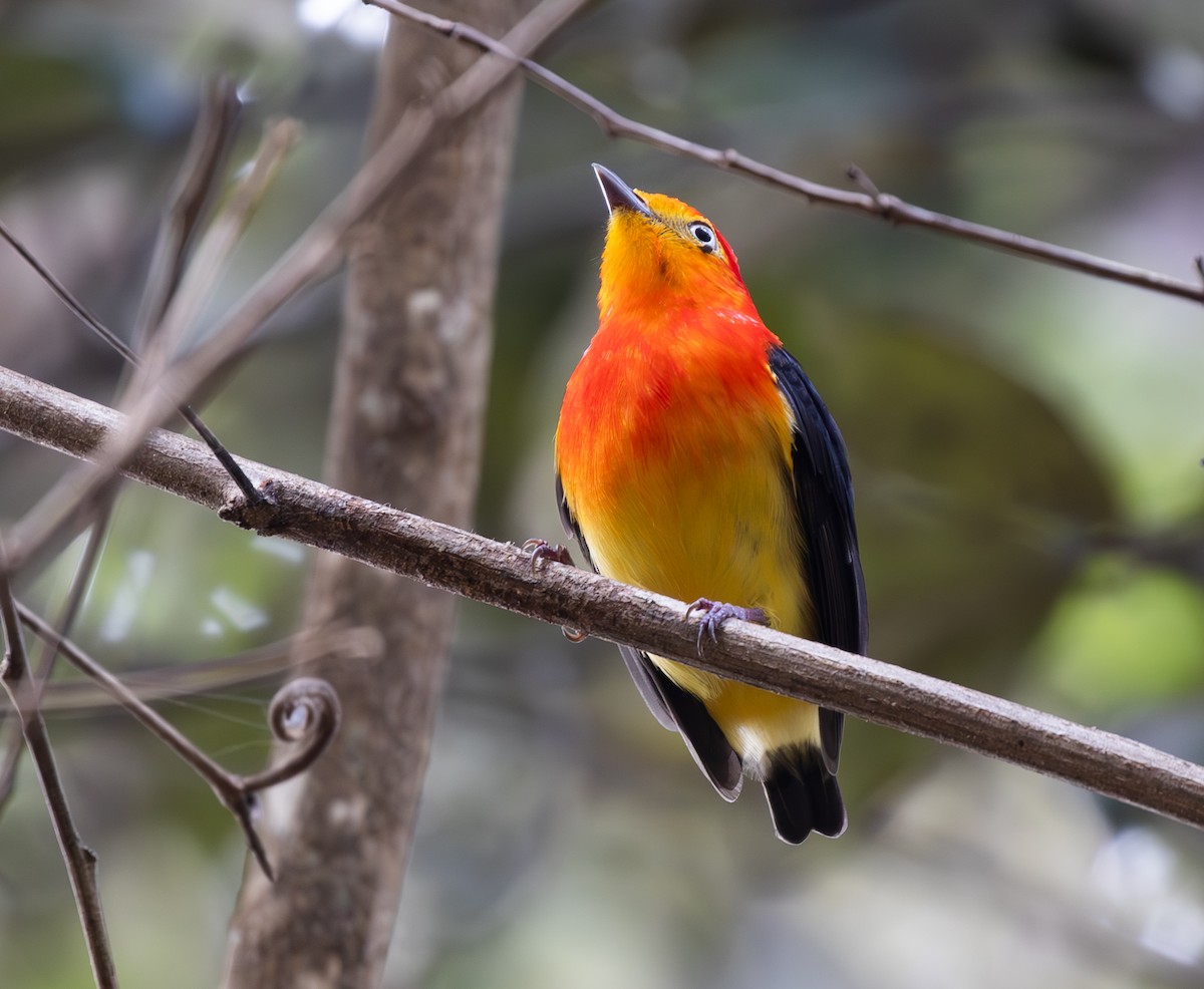 Bant Kuyruklu Manakin - ML646333568