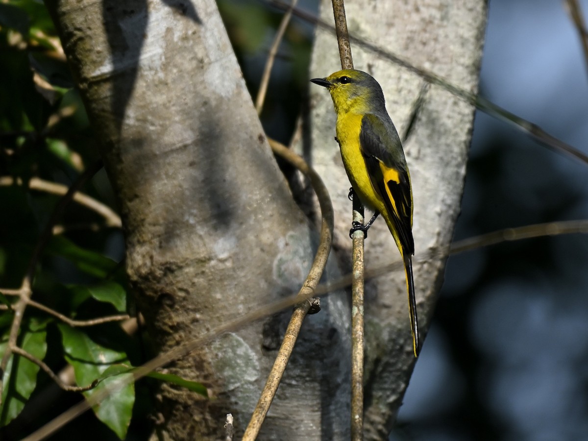 Kırmızı Minivet - ML646333569