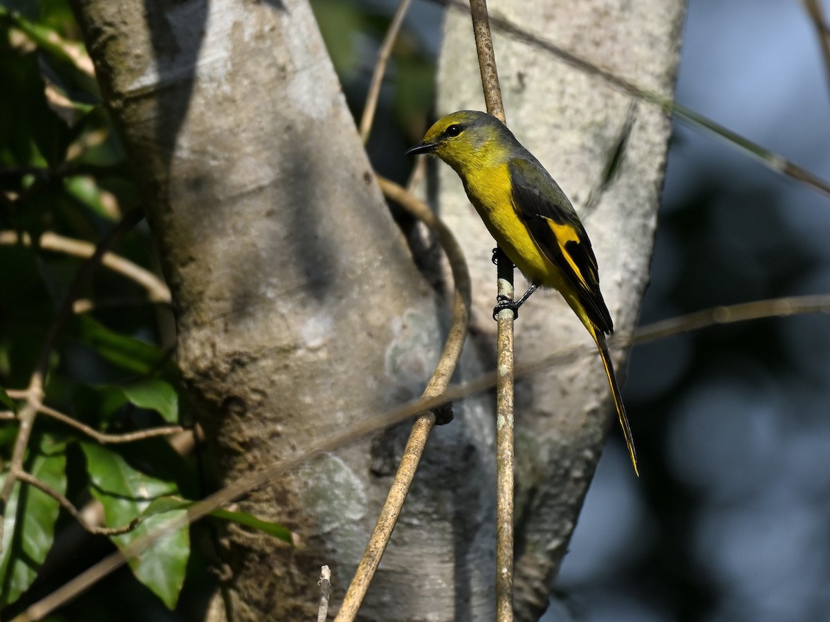 Kırmızı Minivet - ML646333570