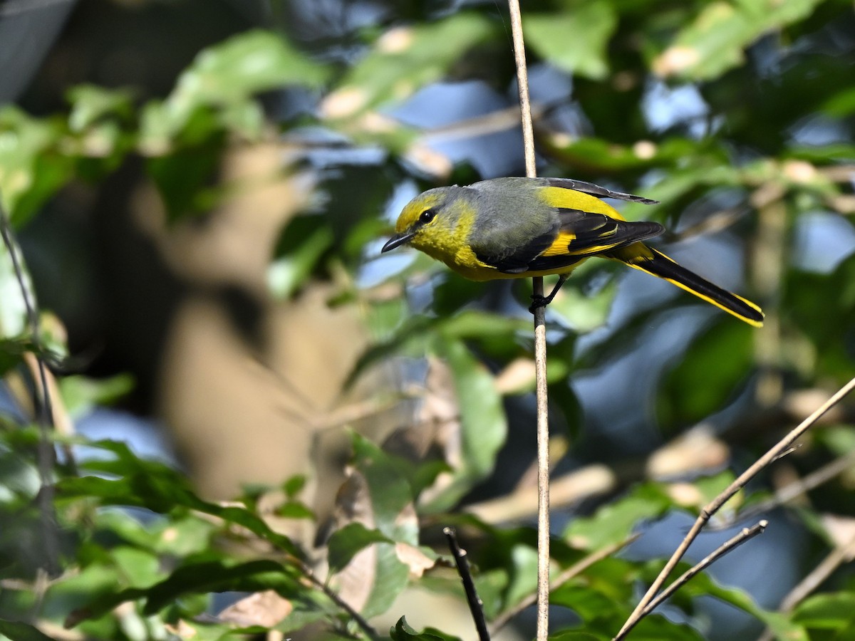 Kırmızı Minivet - ML646333571