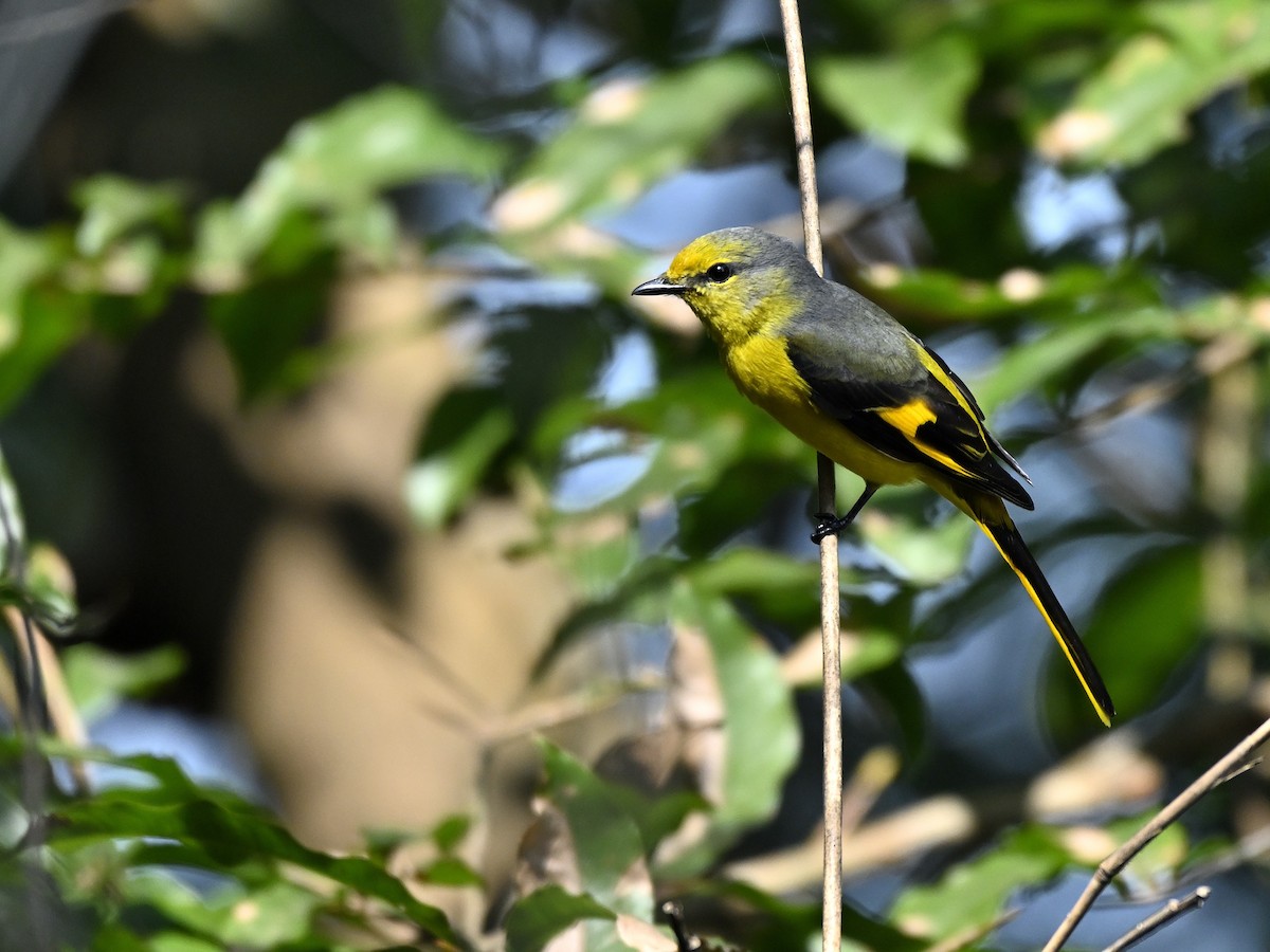 Kırmızı Minivet - ML646333572