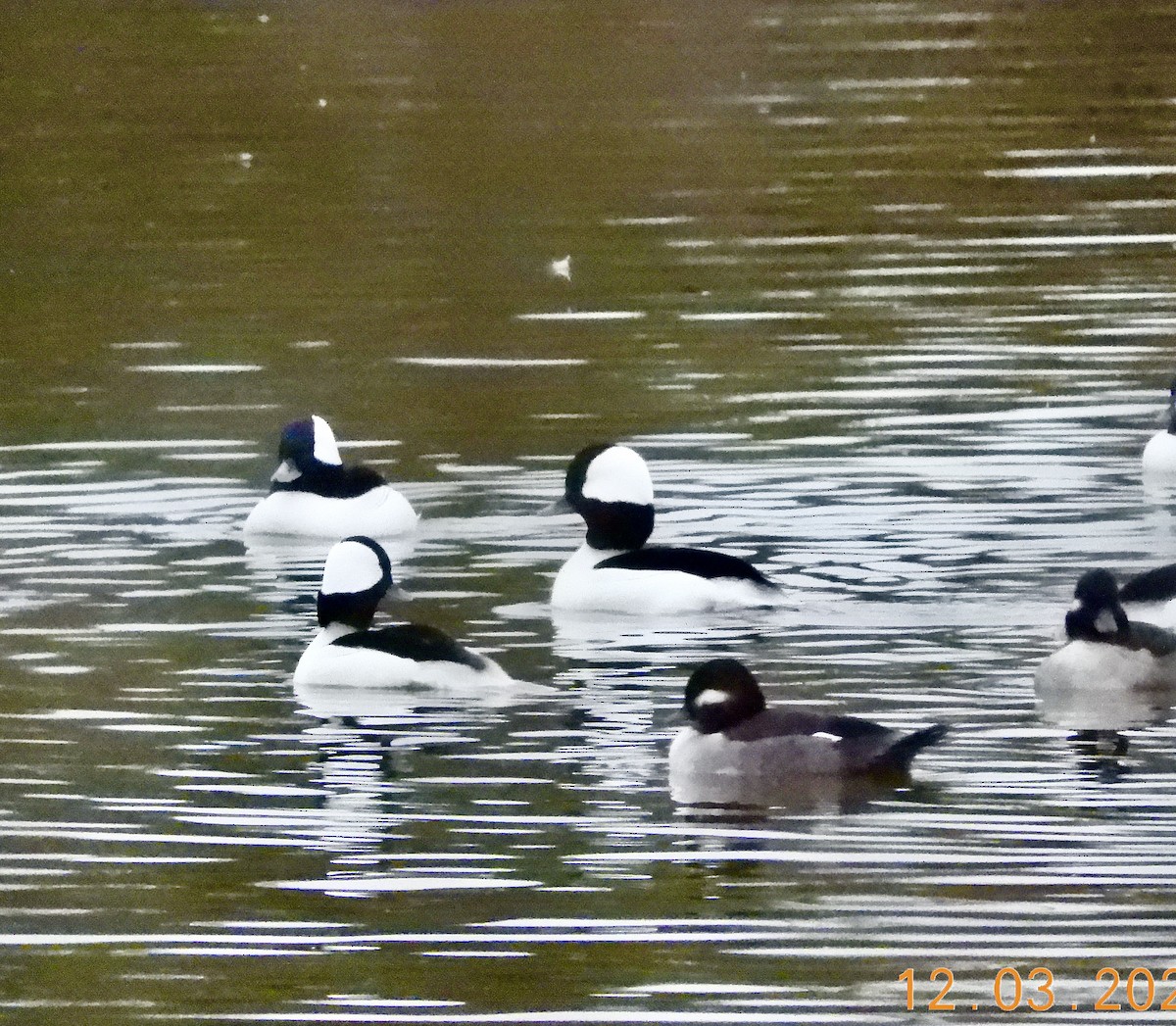 Ak Yanaklı Ördek - ML646333575