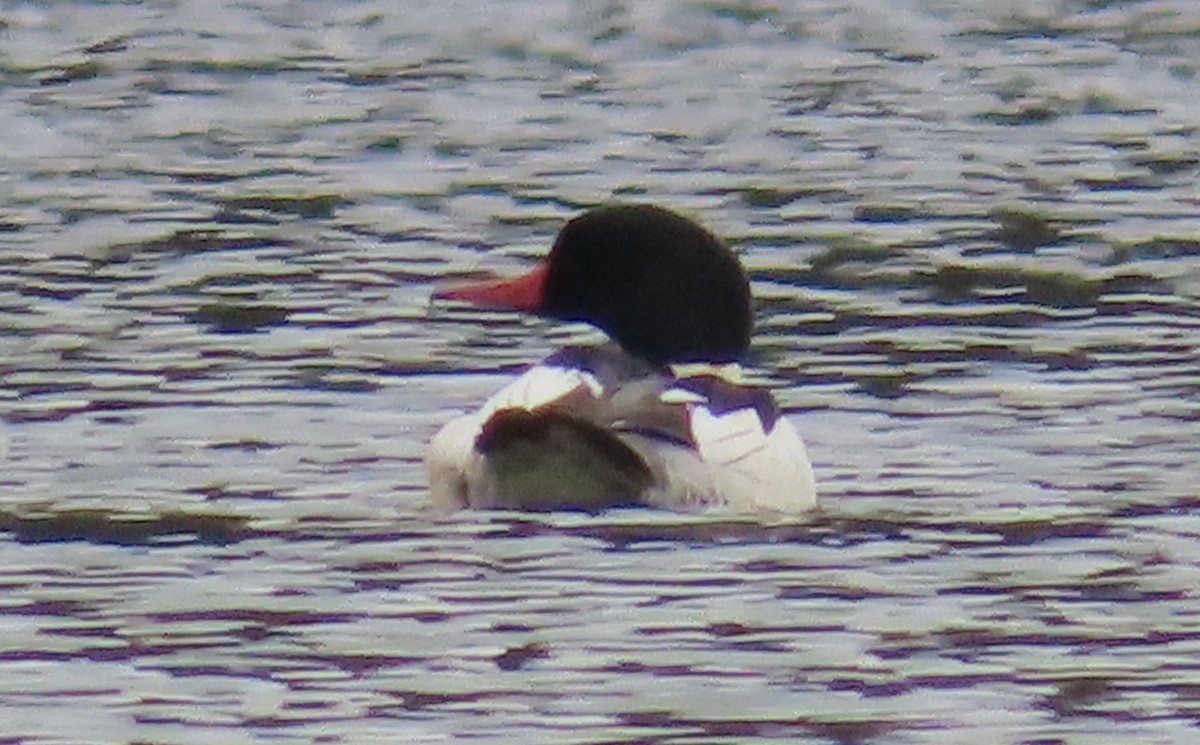 Common Merganser - ML646333576