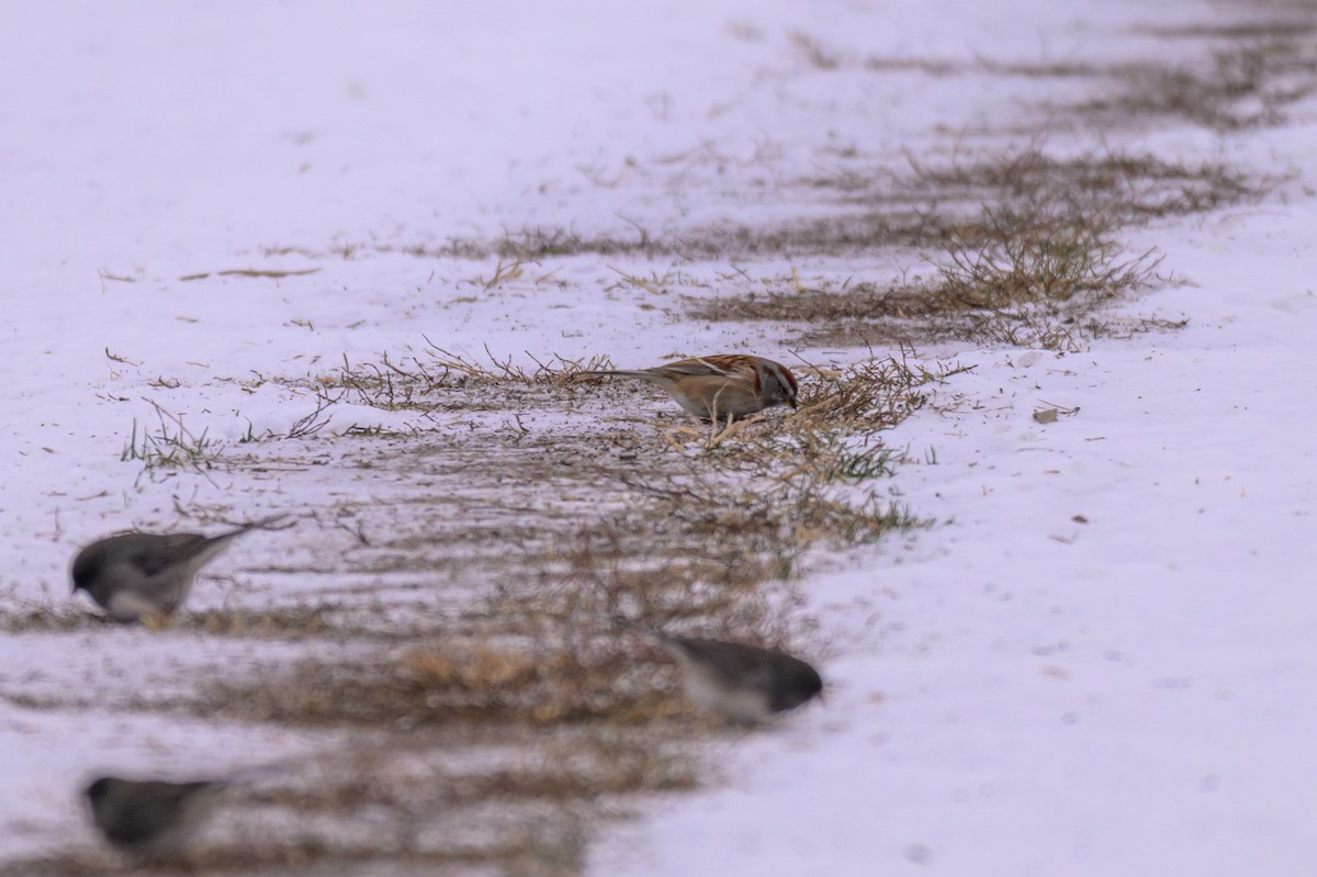 Hudson Körfezi Serçesi - ML646333577