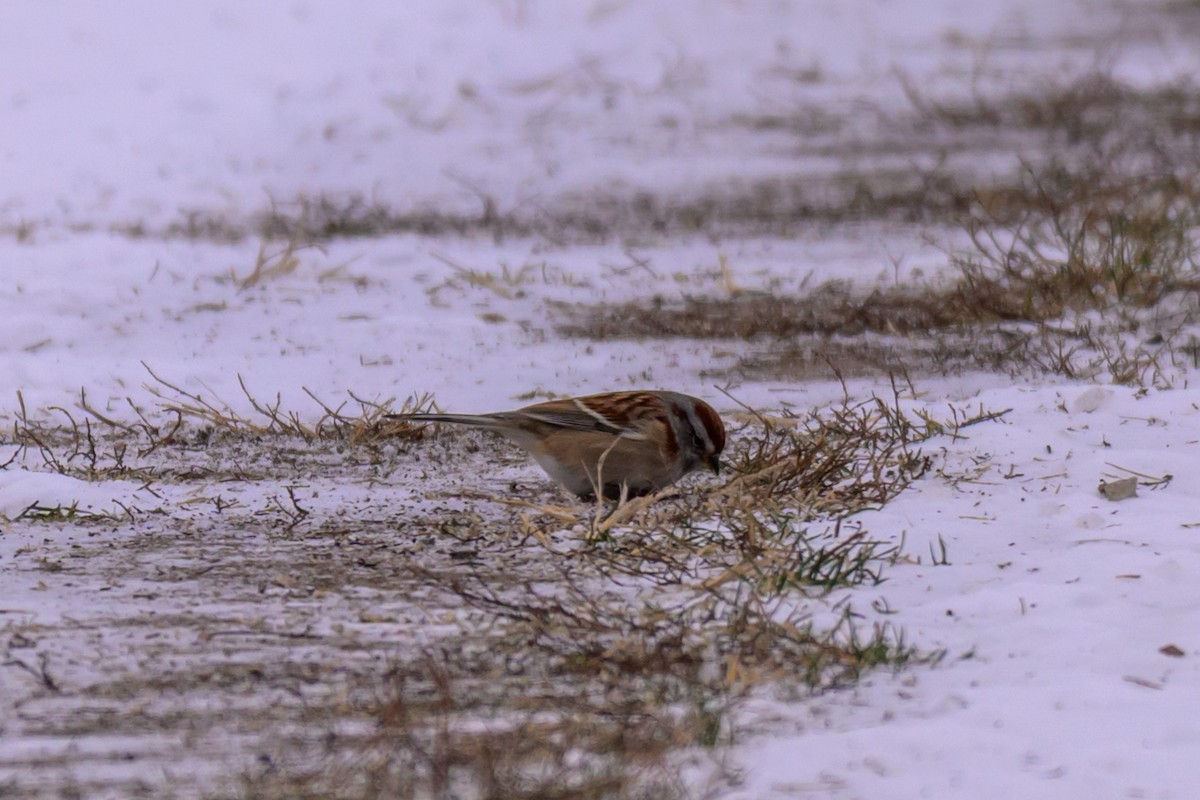 Hudson Körfezi Serçesi - ML646333578