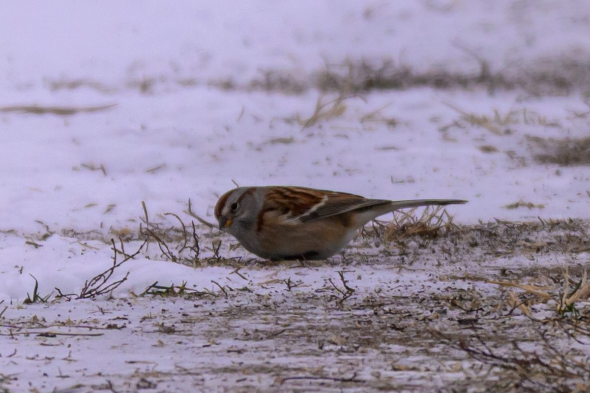 Hudson Körfezi Serçesi - ML646333579