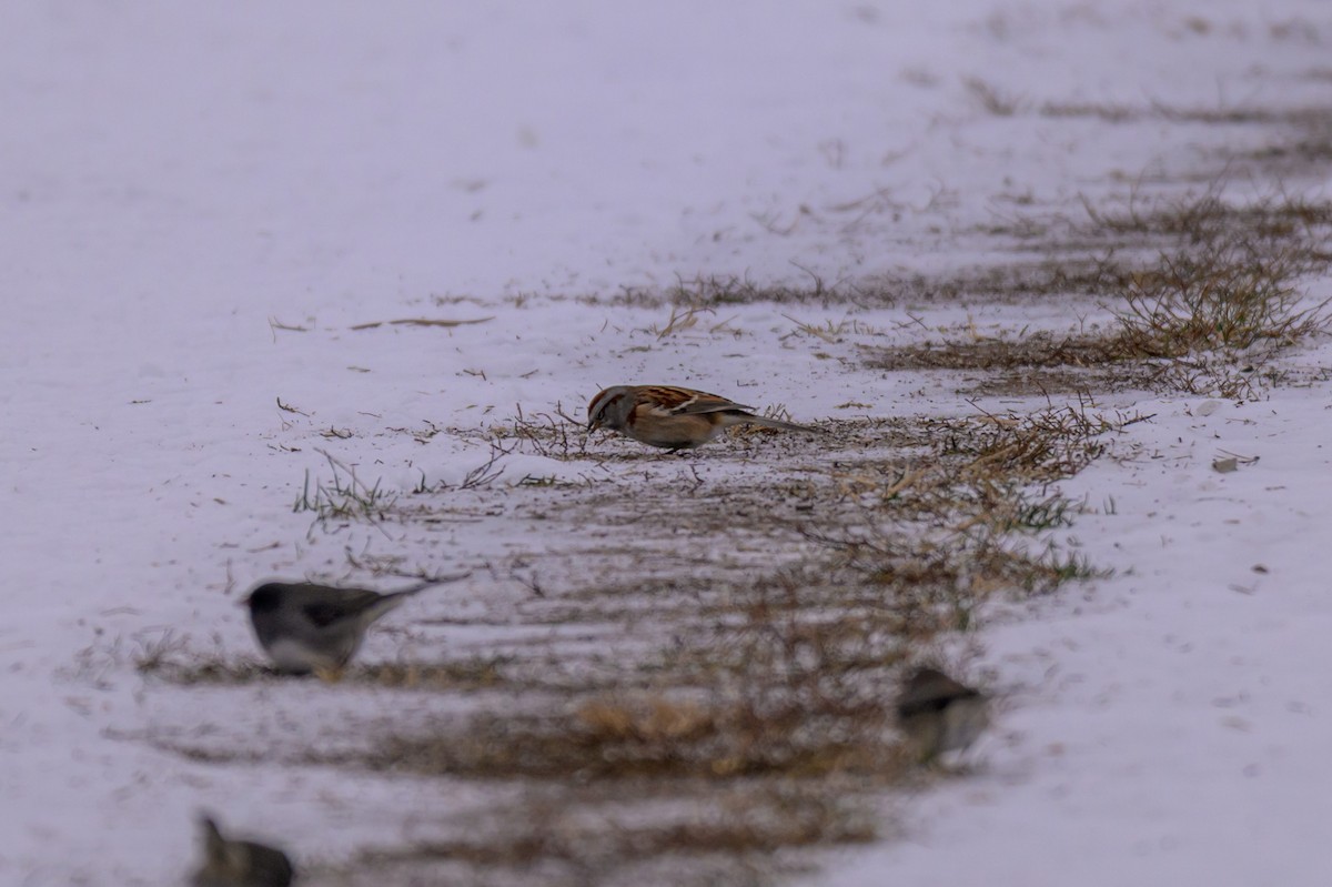 Hudson Körfezi Serçesi - ML646333580