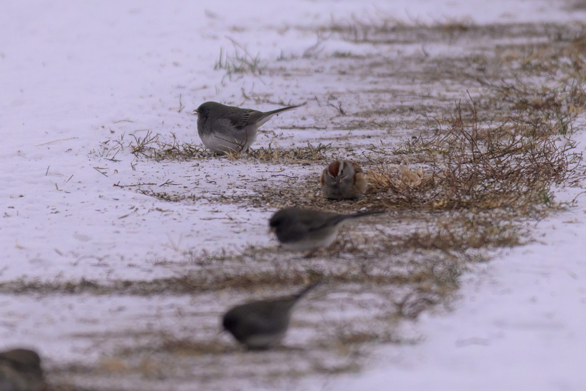 Hudson Körfezi Serçesi - ML646333581