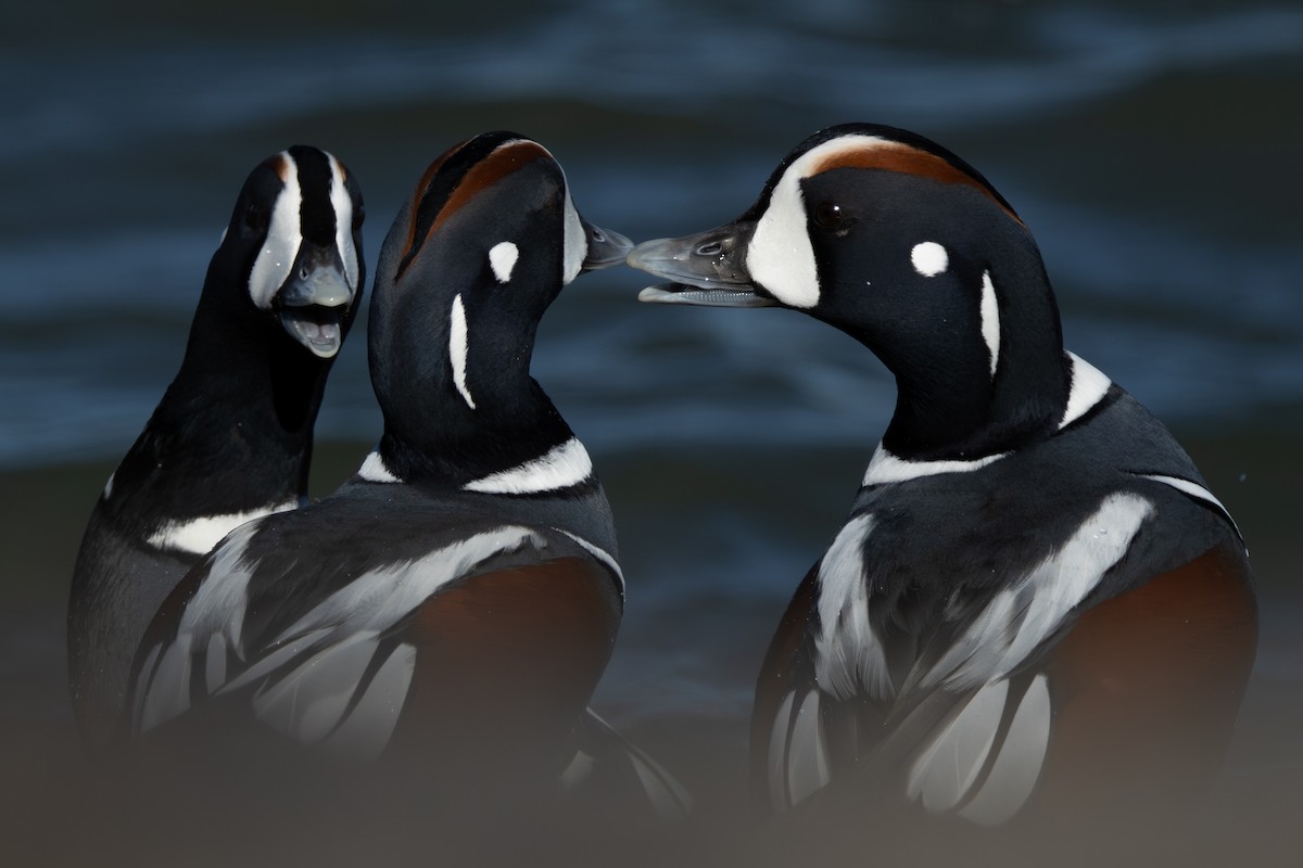 Harlequin Duck - ML646333585