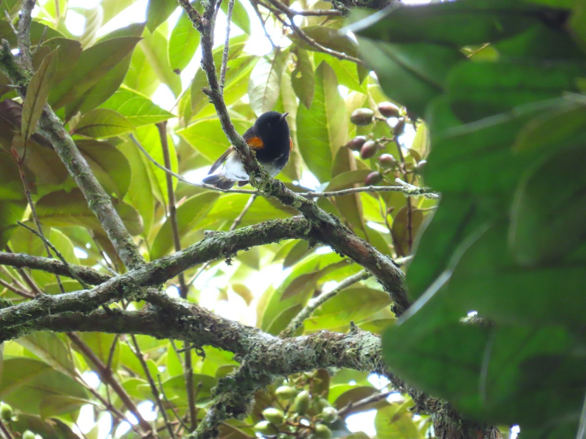 סבכון חכלילי - ML646333588