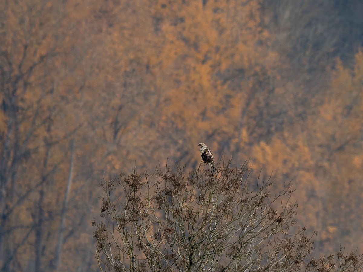 Rough-legged Hawk - ML646333594