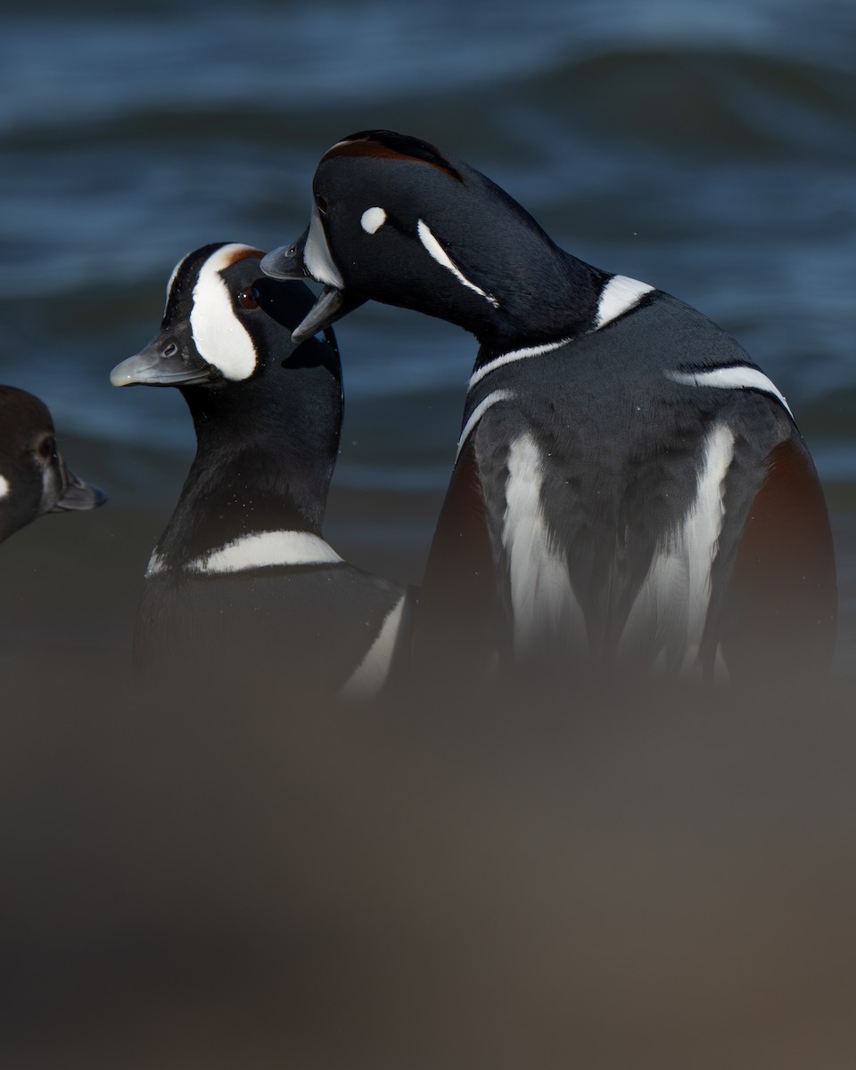 Harlequin Duck - ML646333595