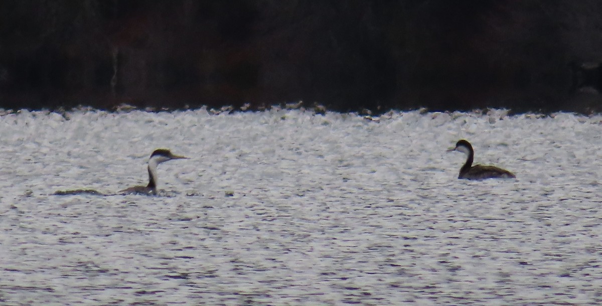 Western Grebe - ML646333596