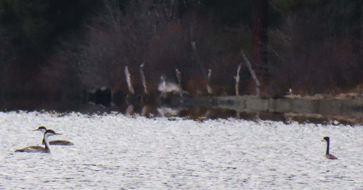 Western Grebe - ML646333597