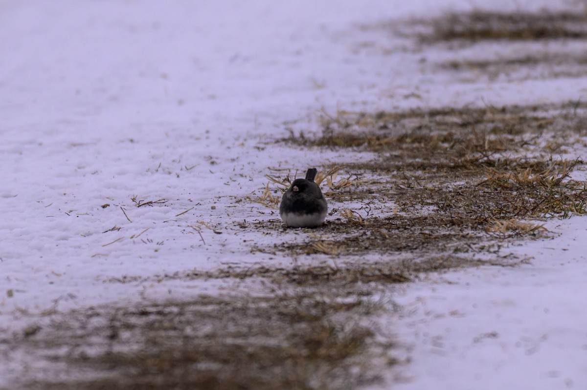 Dark-eyed Junco (Slate-colored) - ML646333603