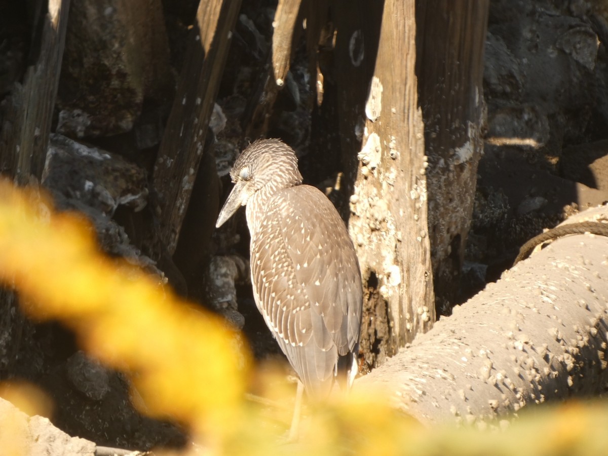 אנפת לילה צהובת-כיפה - ML646333604