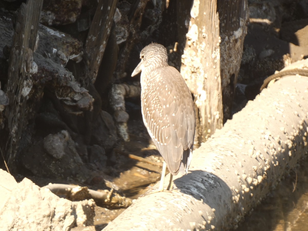 אנפת לילה צהובת-כיפה - ML646333605