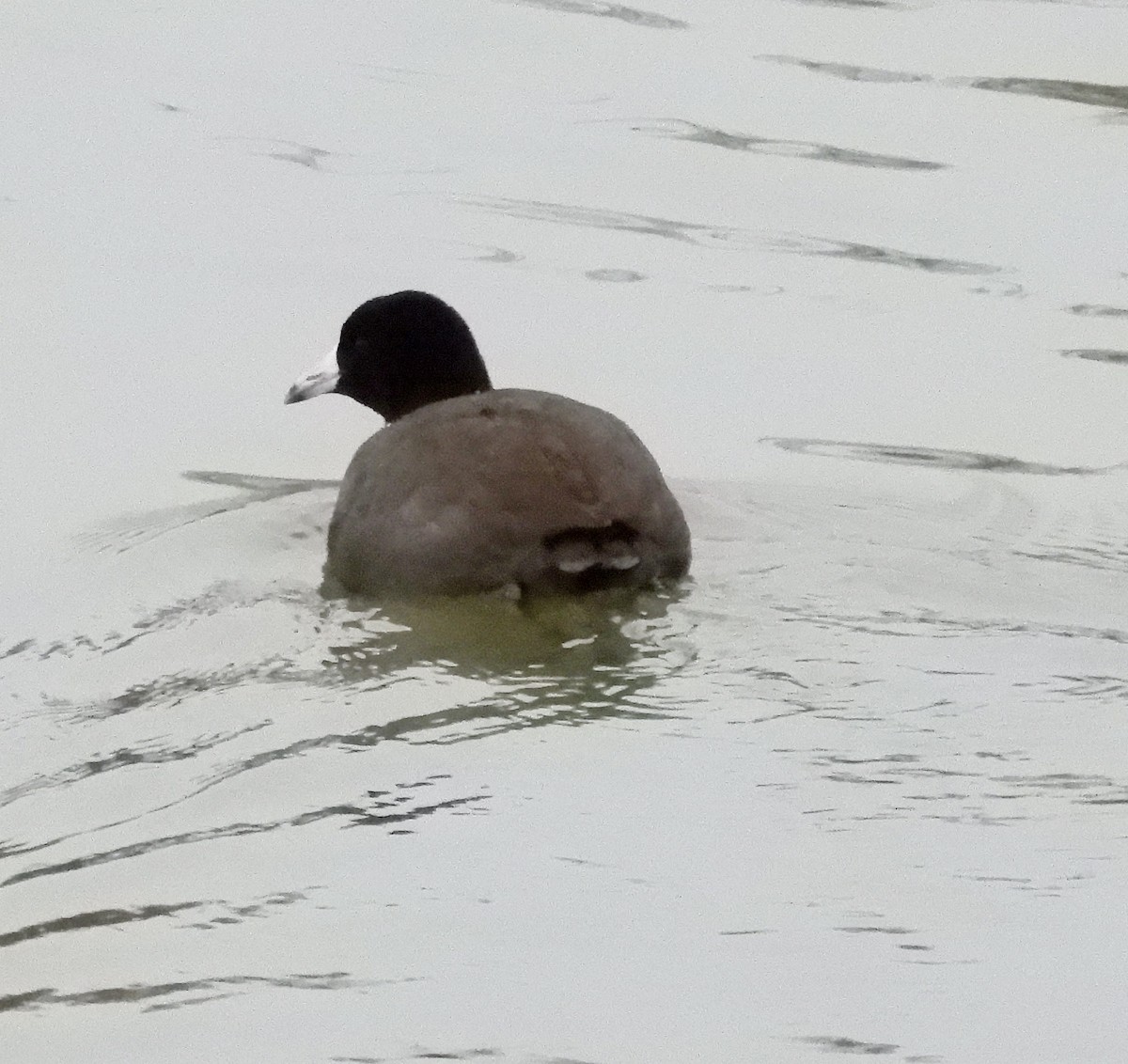 American Coot - ML646333618