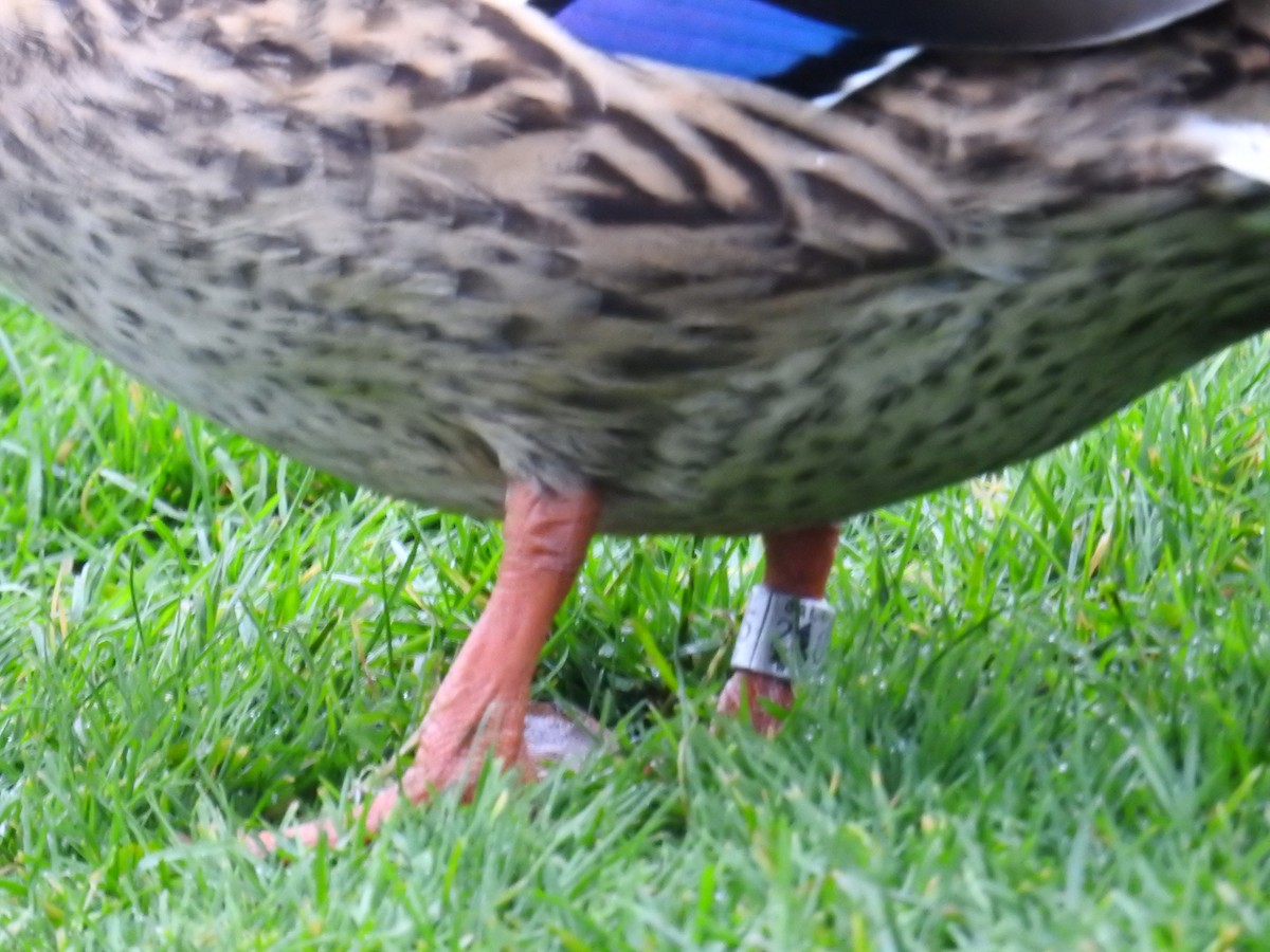 綠頭鴨 - ML646333619