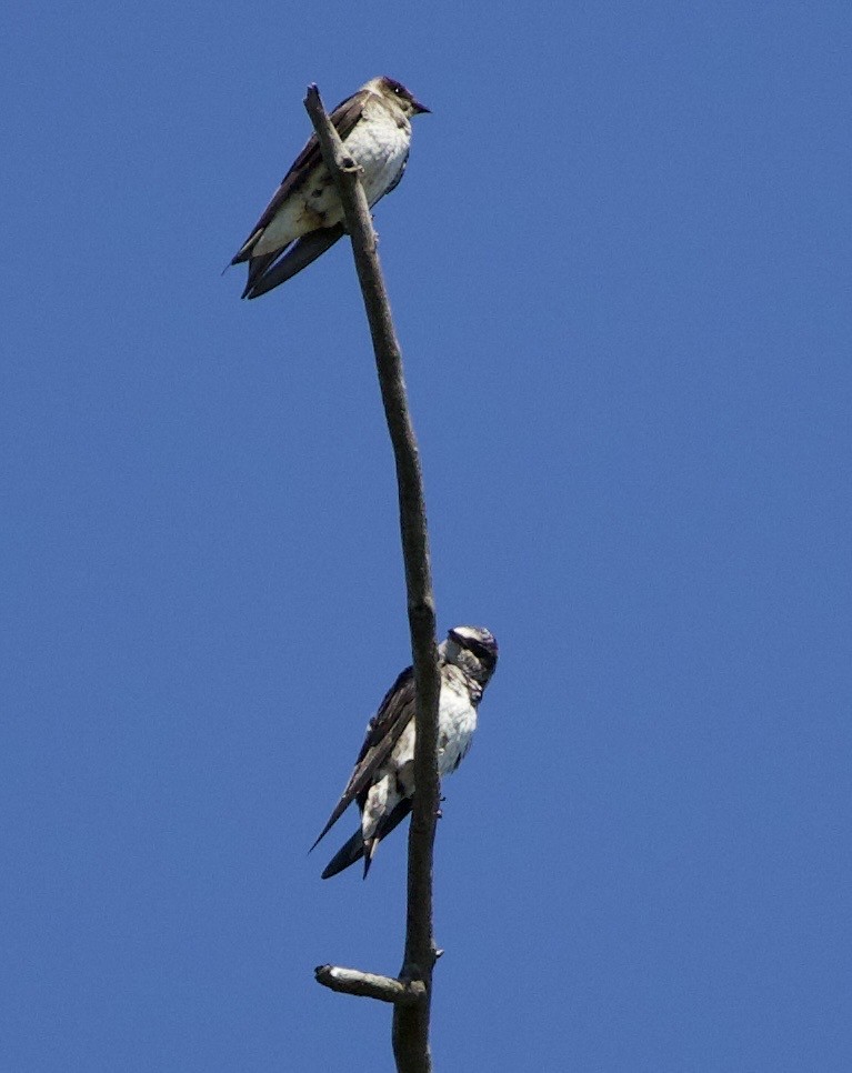 Purple Martin - ML646333620