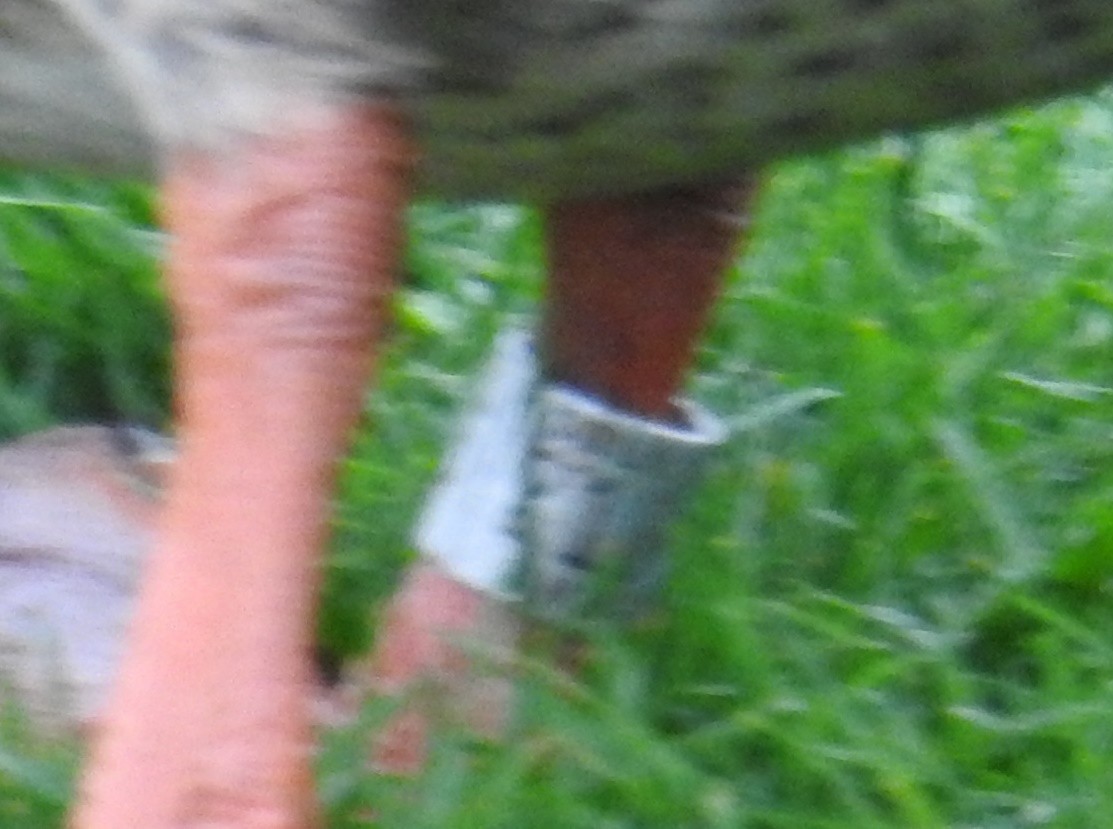 綠頭鴨 - ML646333621