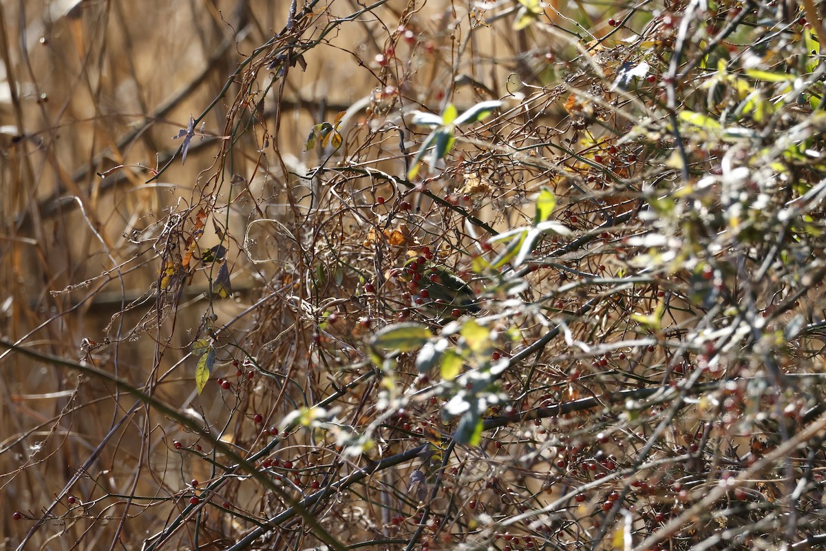 Warbling White-eye - ML646333623