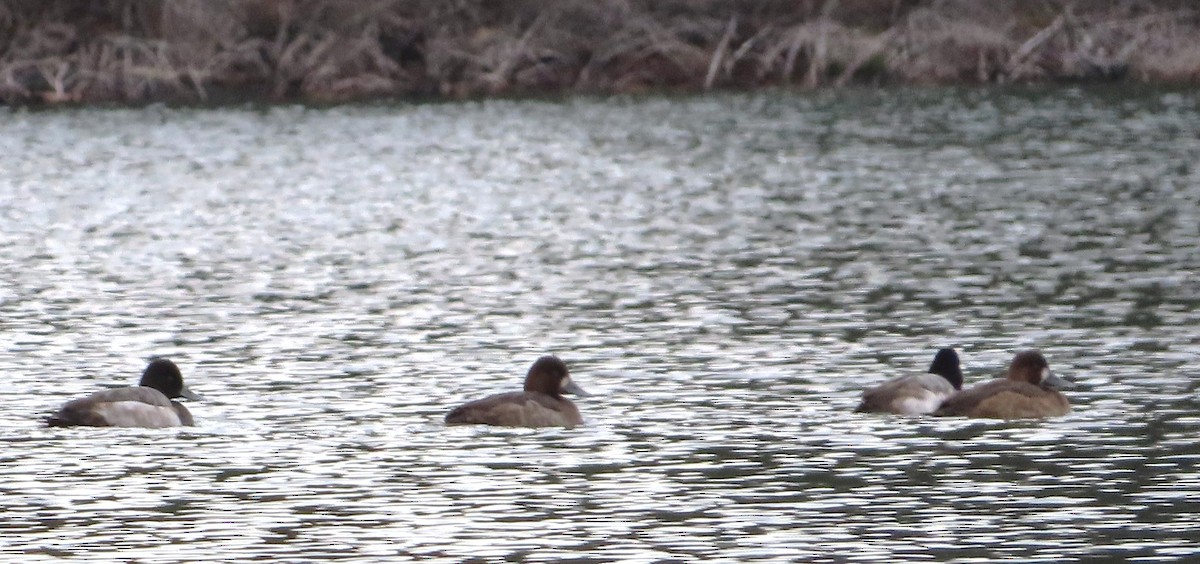 Lesser Scaup - ML646333625