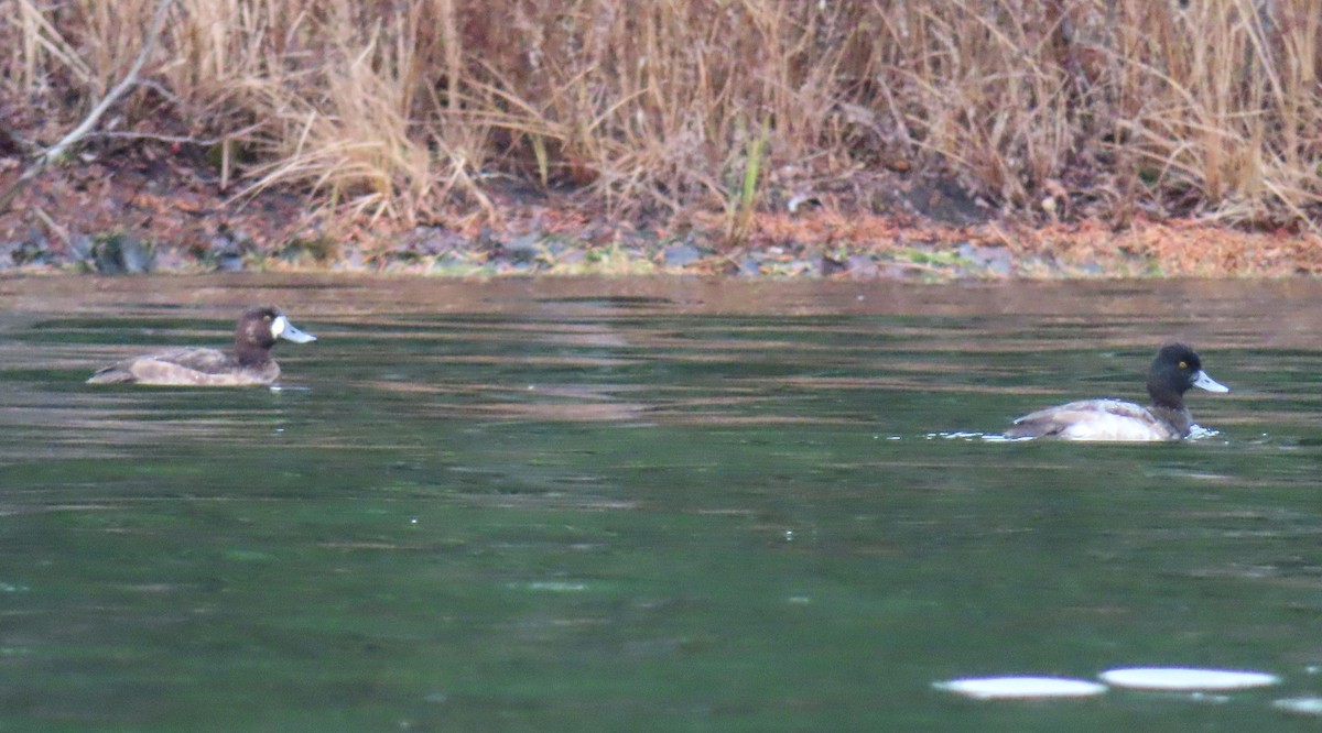 Greater Scaup - ML646333626