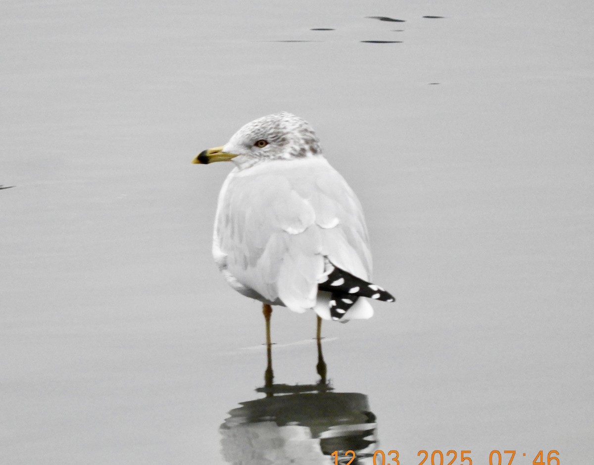 Ring-billed Gull - ML646333629