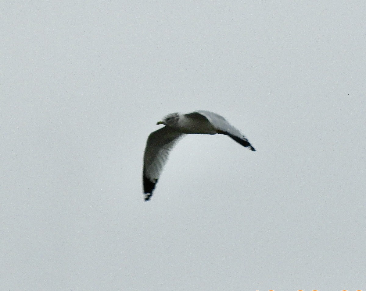 Ring-billed Gull - ML646333630