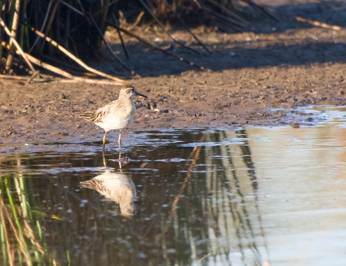 jespák klínoocasý - ML646333631