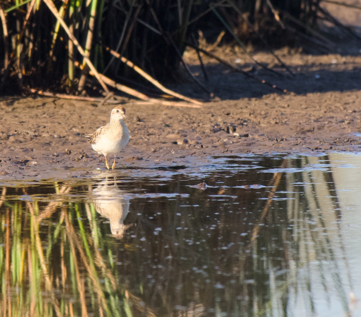 jespák klínoocasý - ML646333632