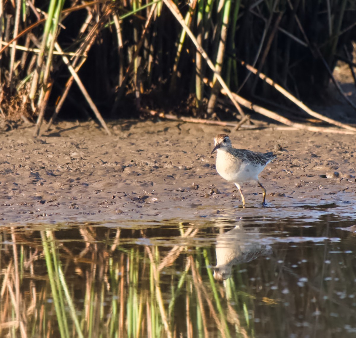 jespák klínoocasý - ML646333633