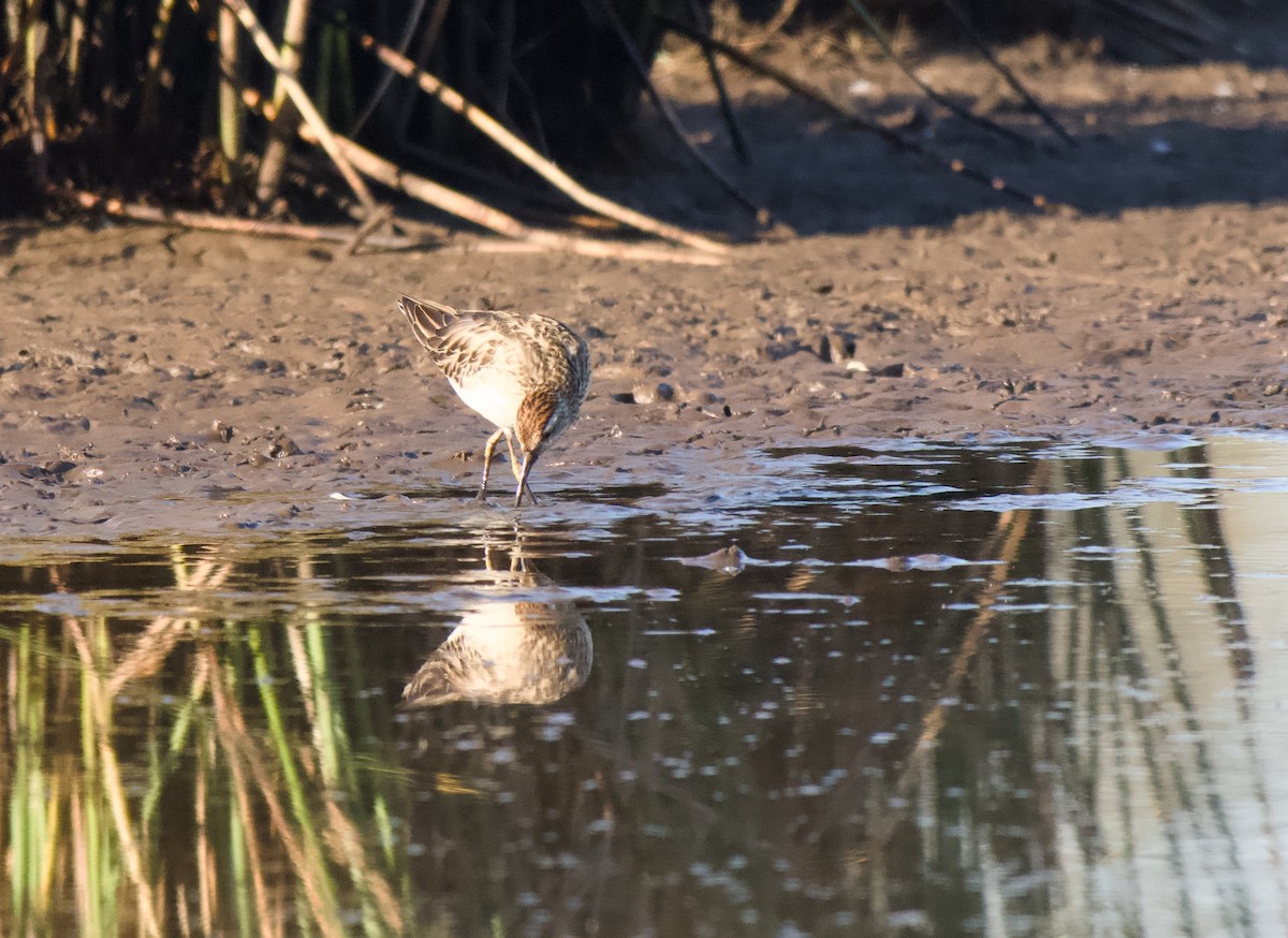 jespák klínoocasý - ML646333634