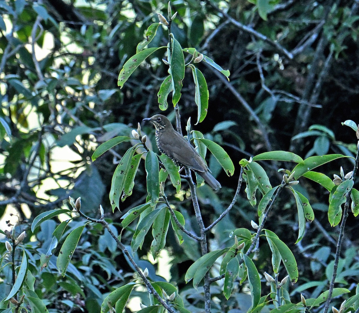 Alpine Thrush - ML646333636