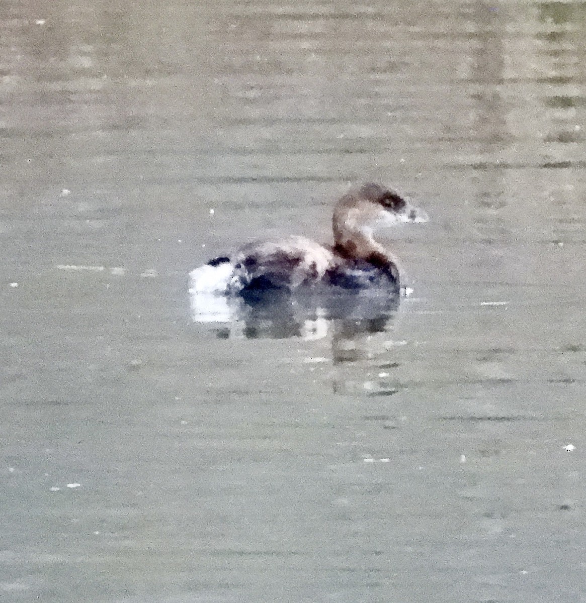Pied-billed Grebe - ML646333642