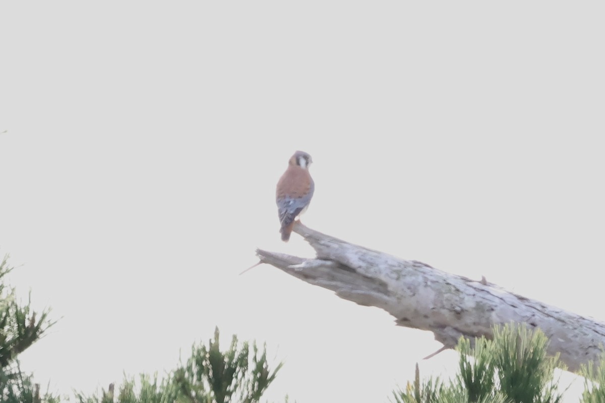 בז אמריקני - ML646333649