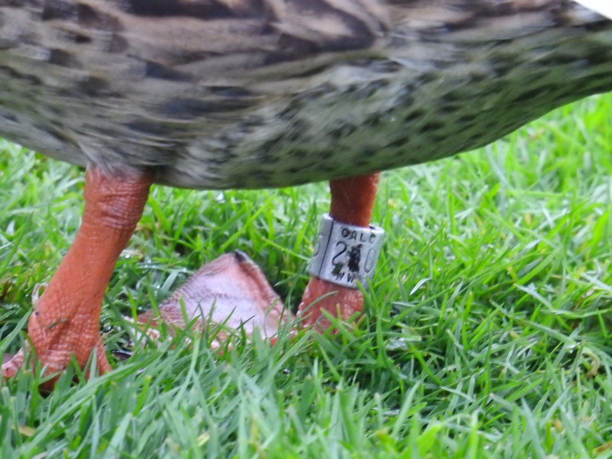 綠頭鴨 - ML646333651