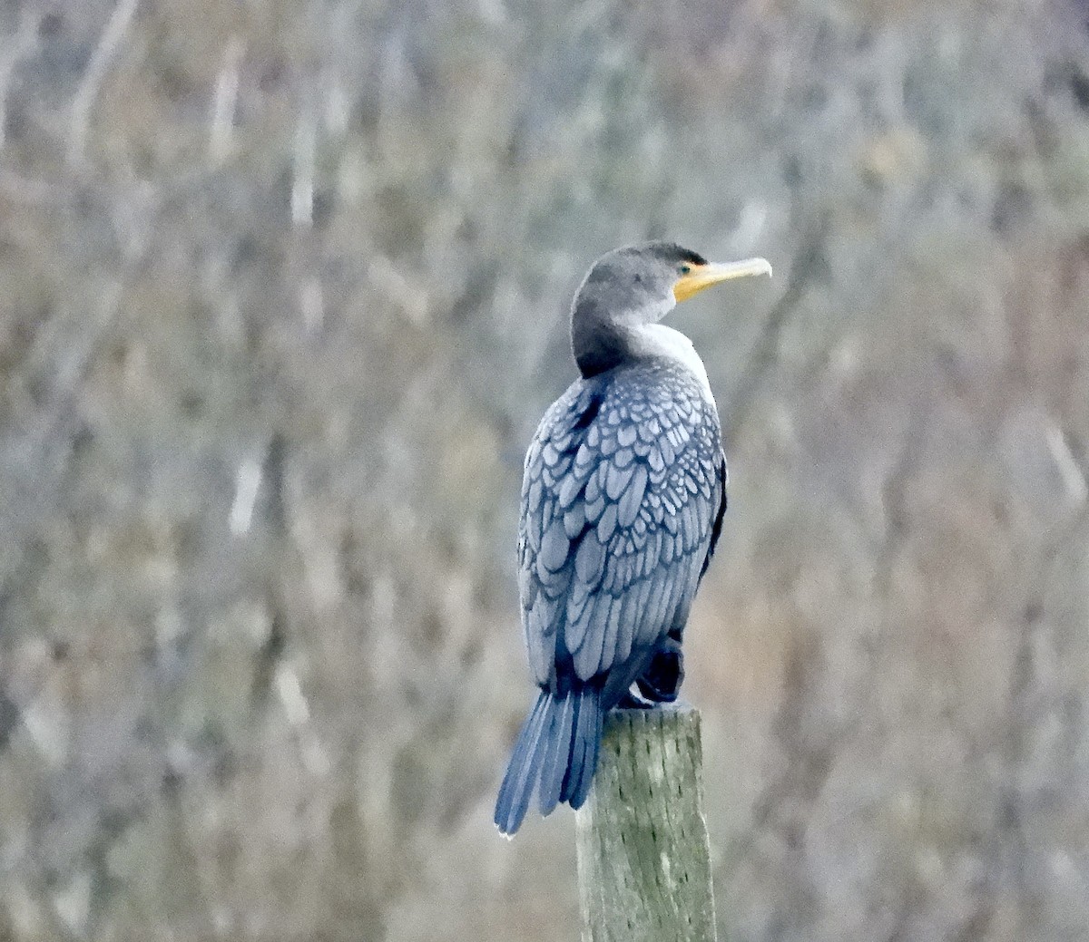 Double-crested Cormorant - ML646333652