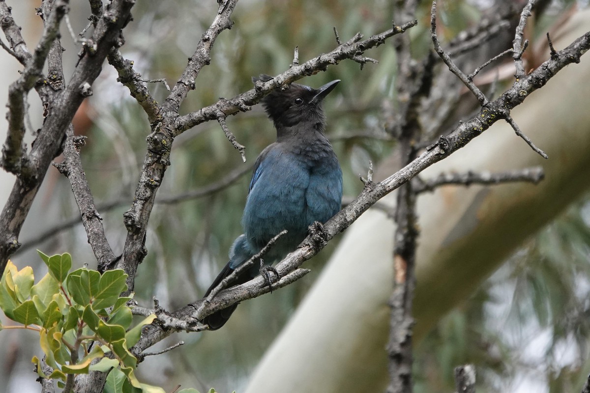 Steller Kargası - ML646333653