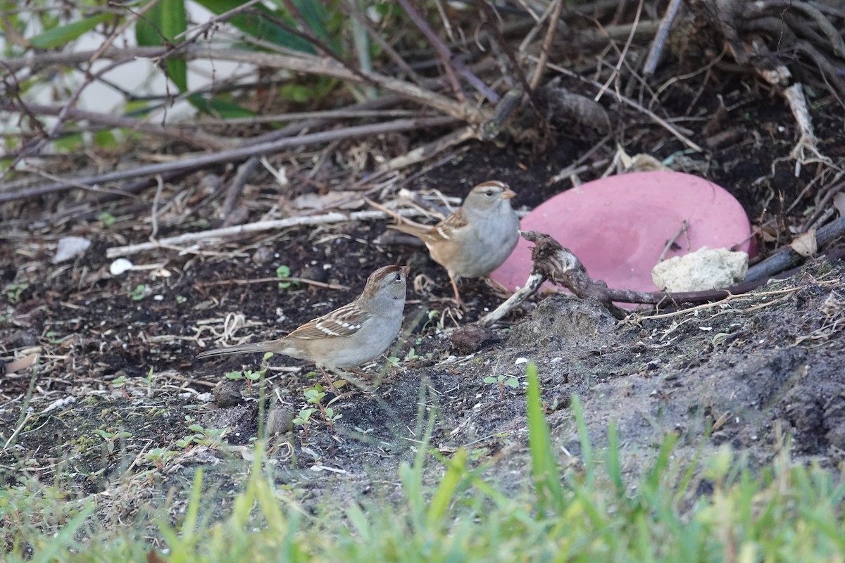 Белобровая овсянка - ML646333656