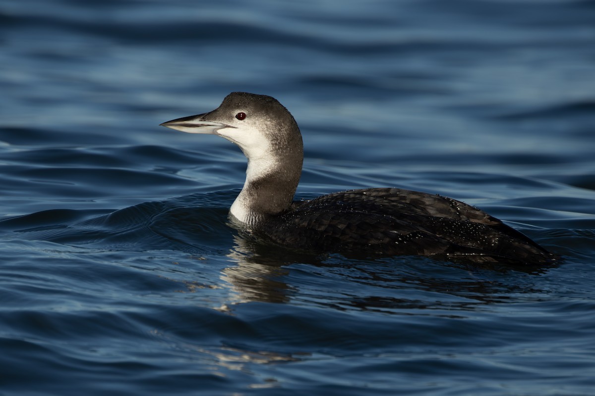 Common Loon - ML646333657
