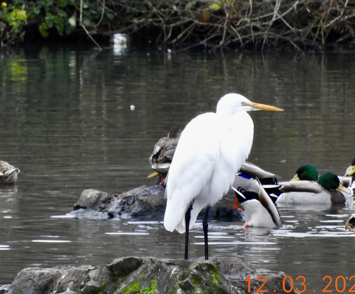 Great Egret - ML646333660