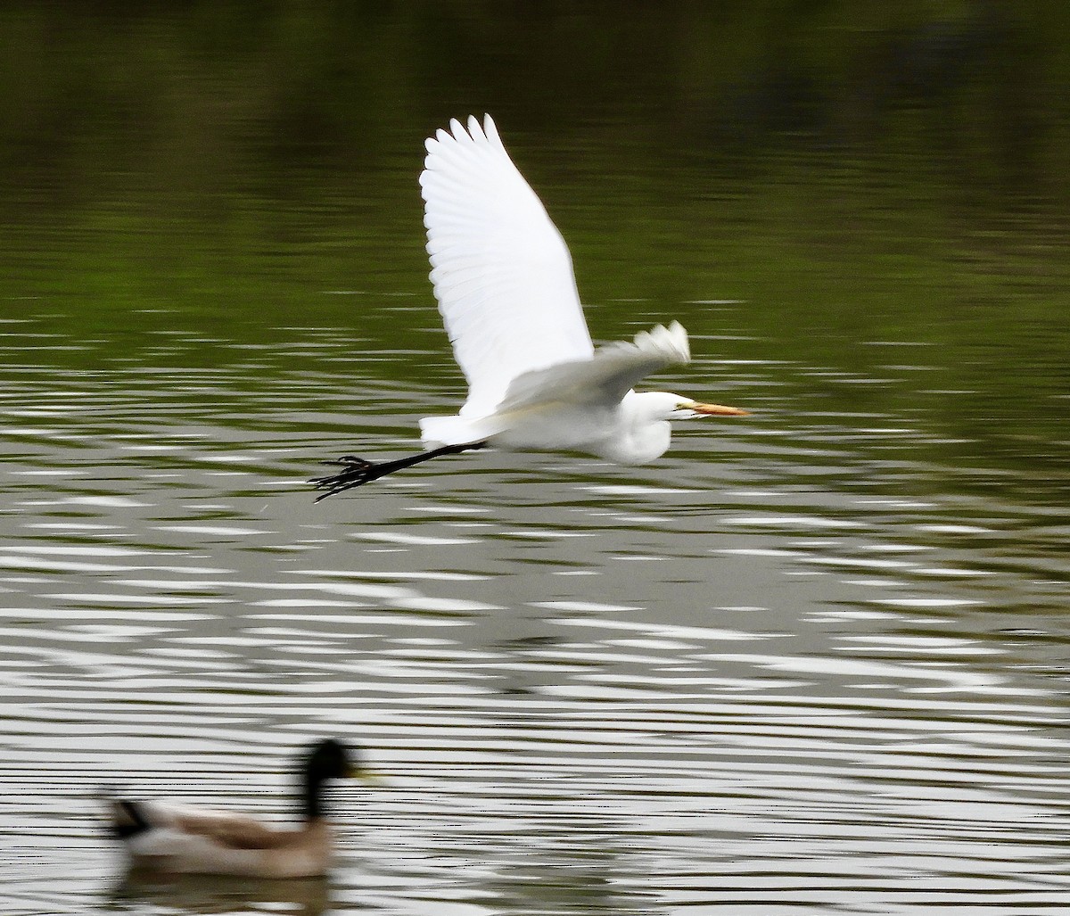 Great Egret - ML646333661