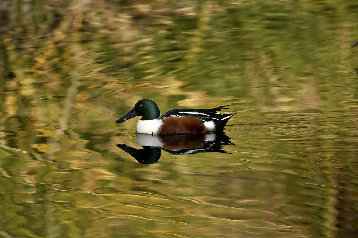 Mestolone - ML646333665