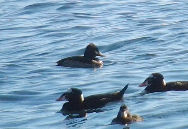 kachnovití sp. - ML646333668