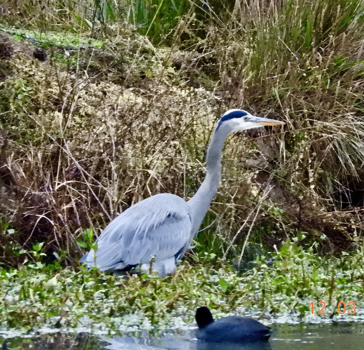Great Blue Heron - ML646333670